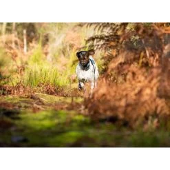 PACK COLLIER + TÉLÉCOMMANDE DE DRESSAGE POUR CHIEN NUM'AXES CANICOM 1500 7 PACK COLLIER + TÉLÉCOMMANDE DE DRESSAGE POUR CHIEN NUM'AXES CANICOM 1500 -Magasin De Plein Air pack collier telecommande de dressage pour chien numaxes canicom 1500 3